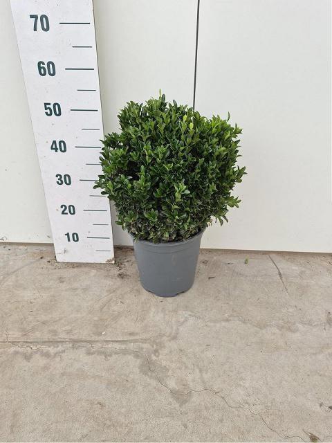 <h4>EUONYMUS JA GR SPIRE</h4>