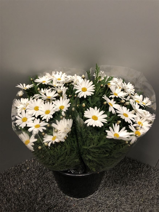 <h4>Margrieten White</h4>