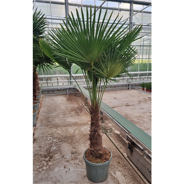 <h4>Trachycarpus fortunei</h4>