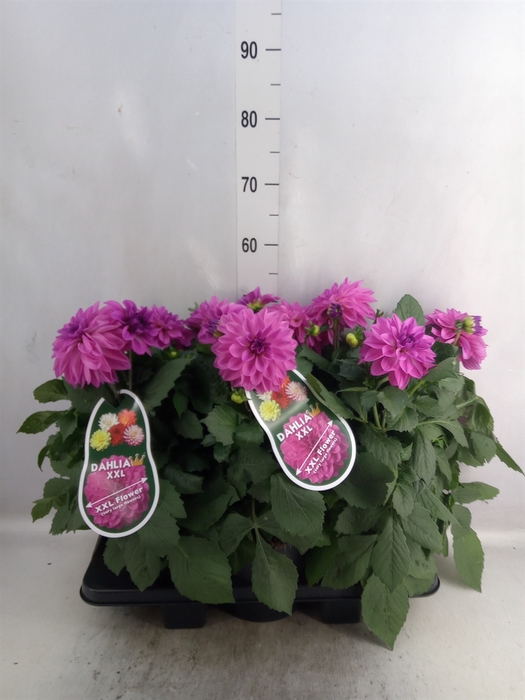 <h4>Dahlia DE 'XXL Aztec'   ...patio</h4>