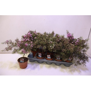 arr8 Chamel U Ov Purple