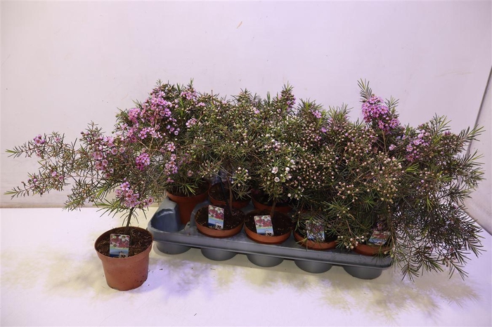 <h4>arr8 Chamel U Ov Purple</h4>