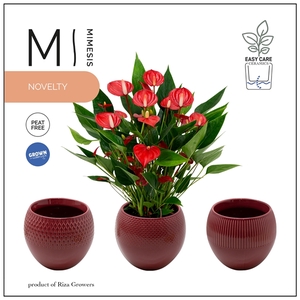 Mimesis Anthurium KARMA Million - Bolivia Burgundy