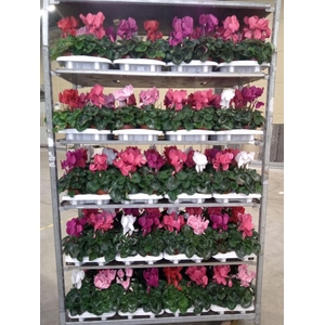 Cyclamen GR 'Vintro'