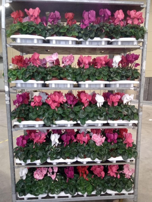 <h4>Cyclamen GR 'Vintro'</h4>