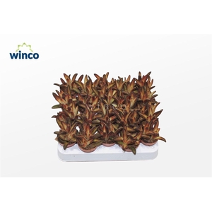 Kalanchoe Chocolate Soldier