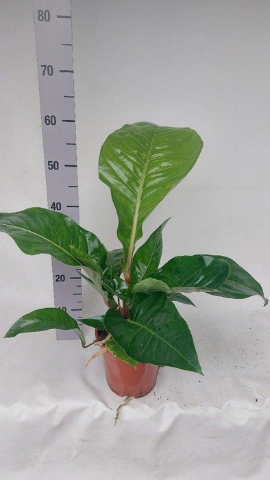 <h4>Anthurium Plowmanii</h4>