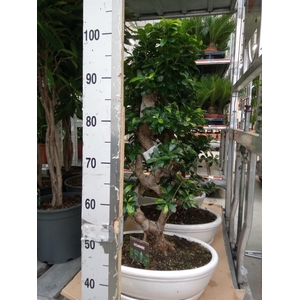 Ficus microcarpa 'Ginseng'