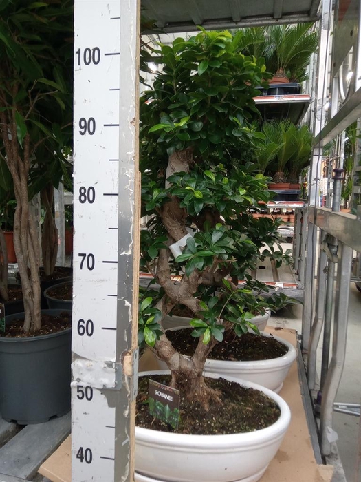 <h4>Ficus microcarpa 'Ginseng'</h4>