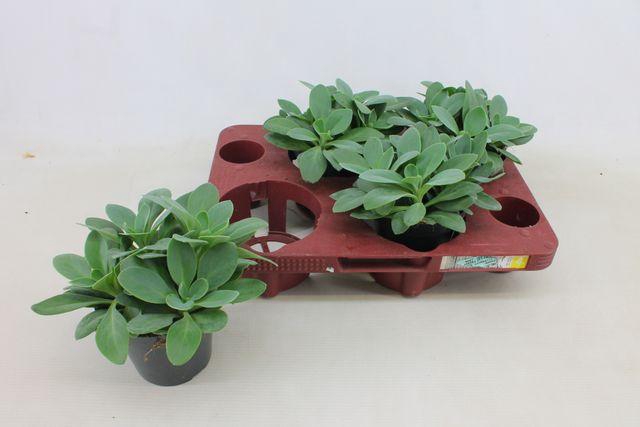 <h4>SENEC MOUNTAIN FIRE P12</h4>