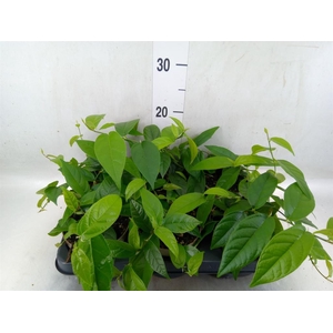 Ficus sagittata