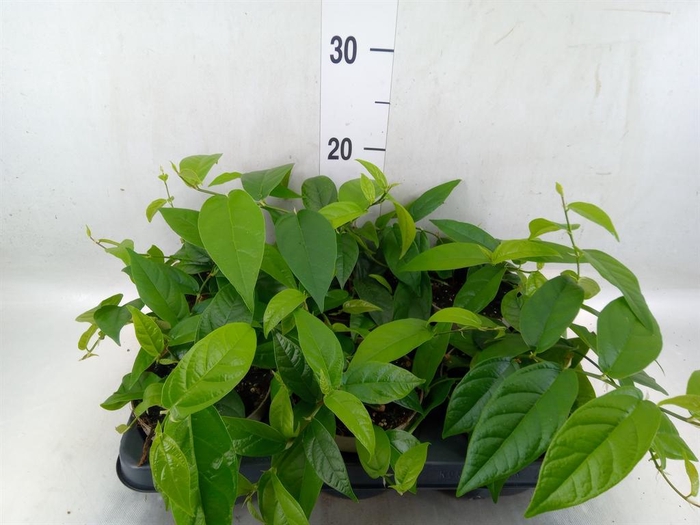 <h4>Ficus sagittata</h4>