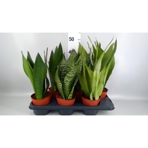 Sansevieria trifa.   ...