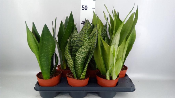 <h4>Sansevieria trifa.   ...</h4>