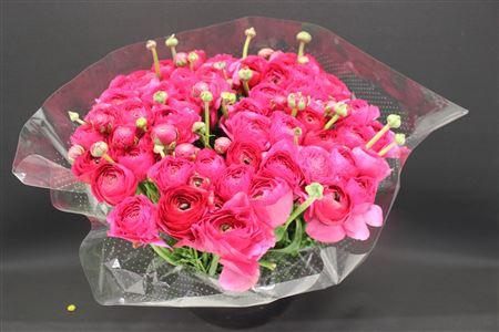 <h4>Cloni Super Cyclaam 560</h4>