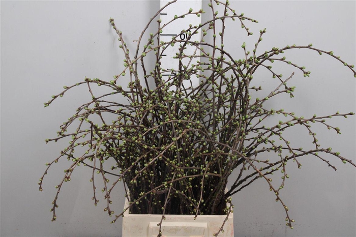 <h4>Kersenbloesem P Bos</h4>