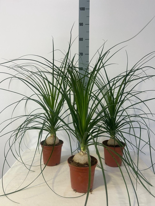 <h4>BEAUCARNEA RECUR</h4>