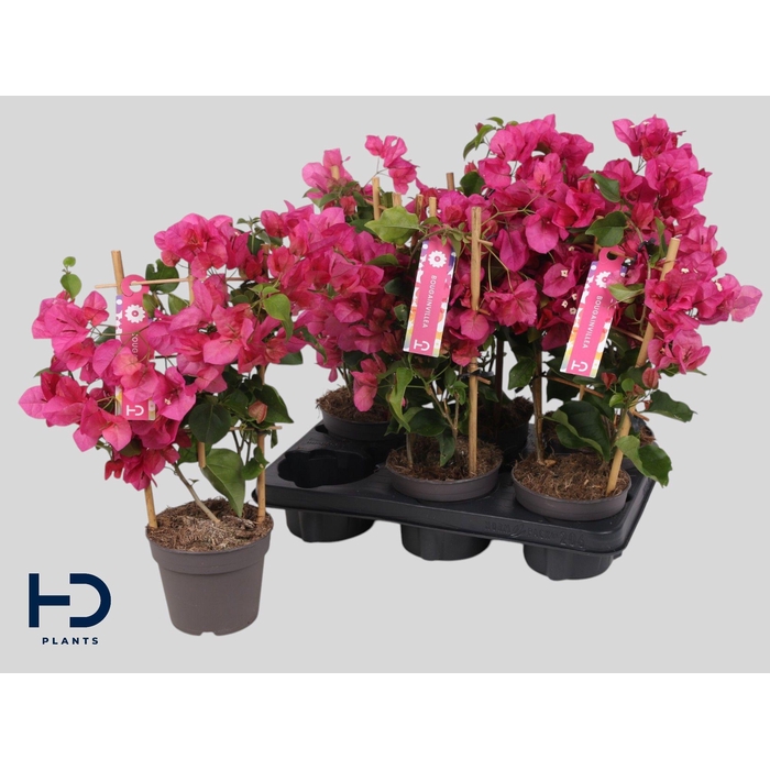 <h4>BOUGAINV OV</h4>