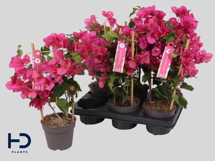 <h4>BOUGAINV OV</h4>