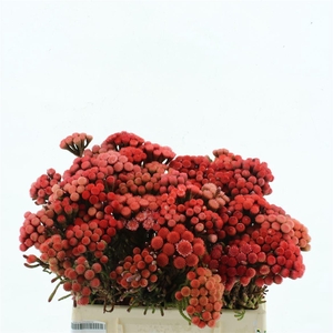 Brunia Natural Red (medium)