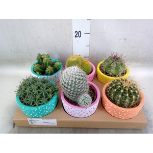 Cactus   ...