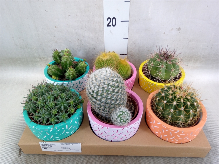 <h4>Cactus   ...</h4>