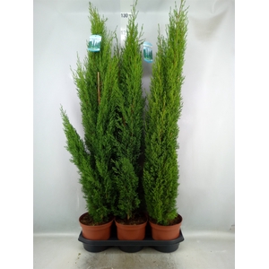 Cupressus sempervirens 'Totem'