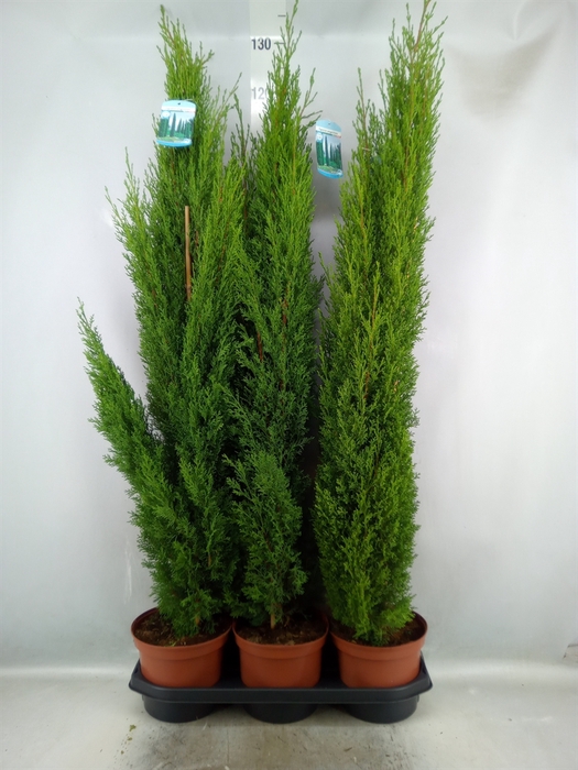 Cupressus sempervirens 'Totem'