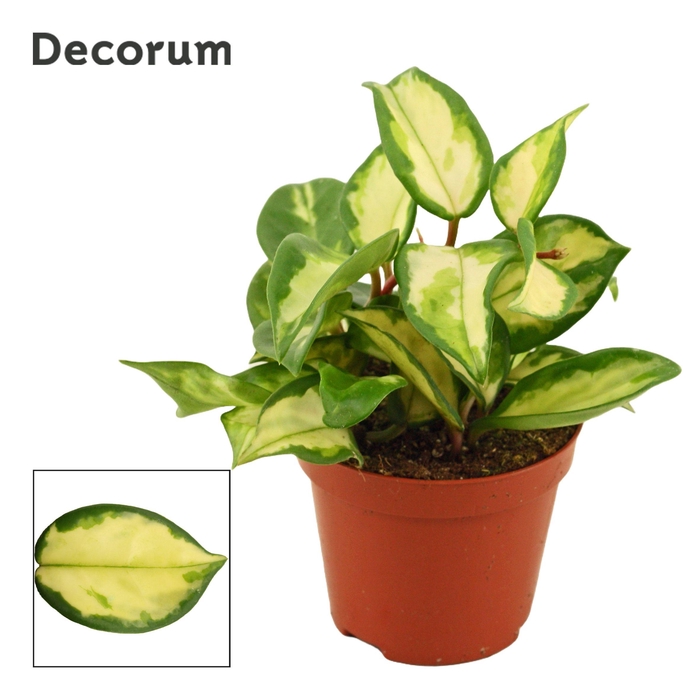 <h4>Hoya Carnosa 9 cm Tricolor (Decorum)</h4>