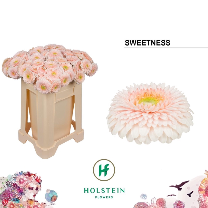 <h4>GE MB GERP SWEETNESS</h4>