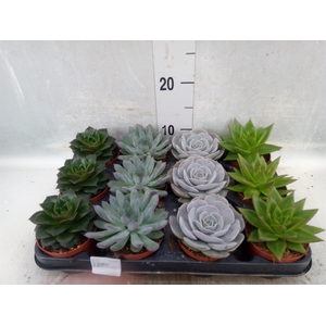 Echeveria   ...mix