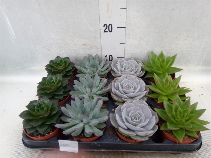 Echeveria   ...mix