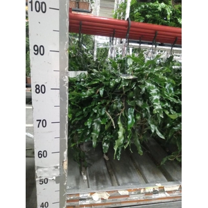 Microgramma nitida 'Monkeyhill'