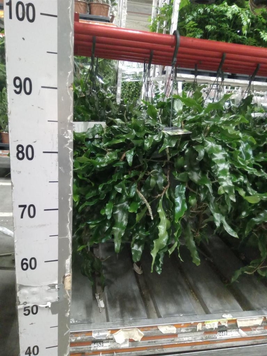 <h4>Microgramma nitida 'Monkeyhill'</h4>