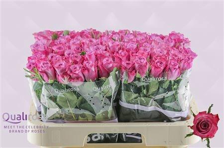 <h4>R GR DEEP PURPLE</h4>