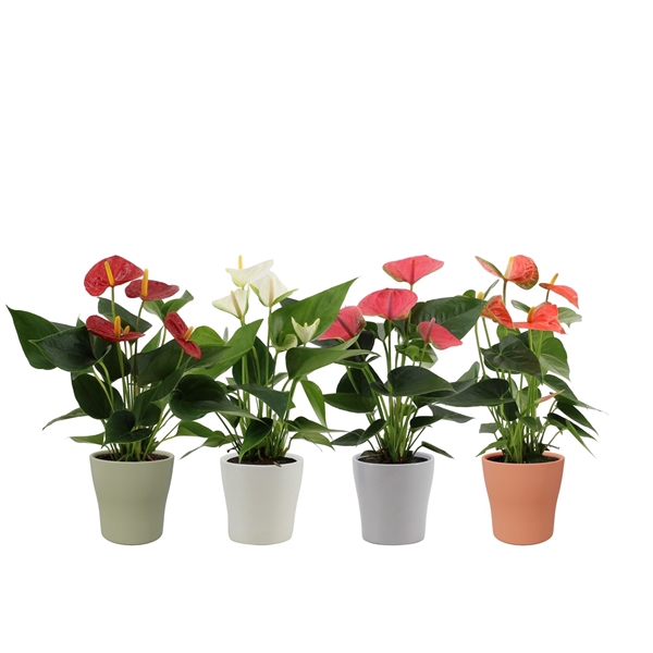 <h4>Anthurium 4 color mix in Alicante autumn ceramics</h4>