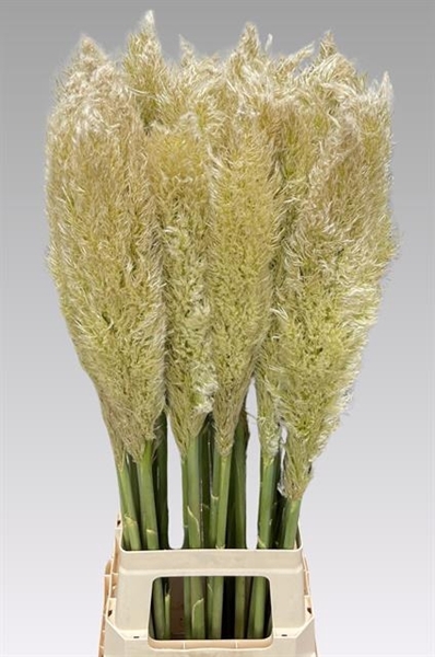 CORTADERIA S EVITA