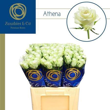 <h4>R Gr Athena</h4>