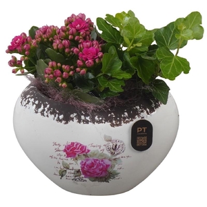 Arrangementen kamerplanten keramiek PTIB5204