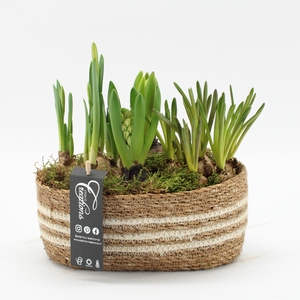 BLCR-2615 Bulbs creations