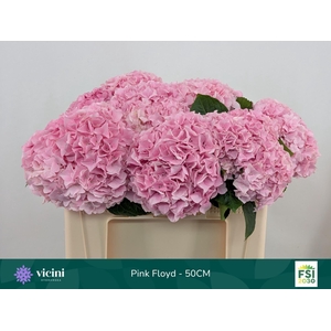 HYDRANGEA  'MAGICAL PINK FLOYD'