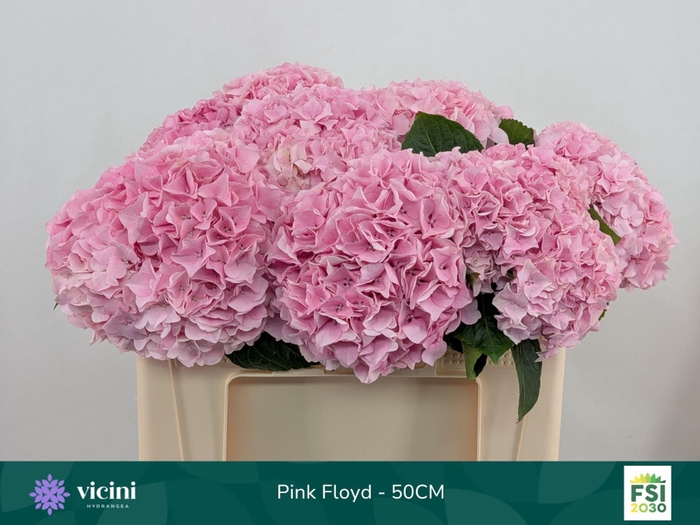 <h4>HYDRANGEA  'MAGICAL PINK FLOYD'</h4>