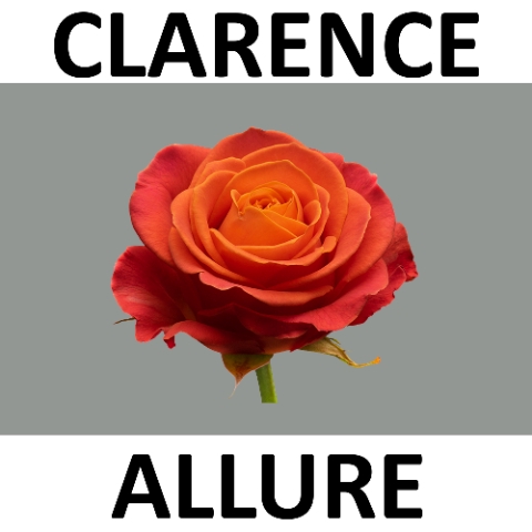 <h4>R GR CLARENCE+ ALLURE Allure Specials</h4>