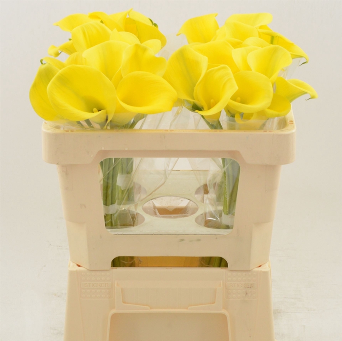 <h4>Calla Gold Label</h4>