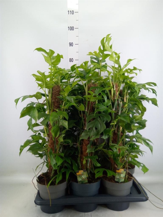 <h4>Philodendron   ...</h4>