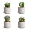 Dune Sans Cactus Collection P7