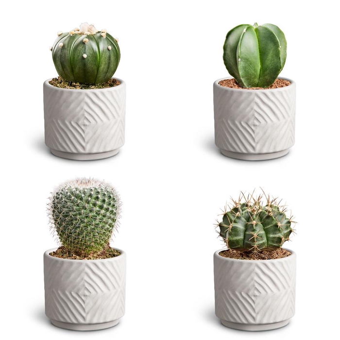 <h4>Dune Sans Cactus Collection</h4>