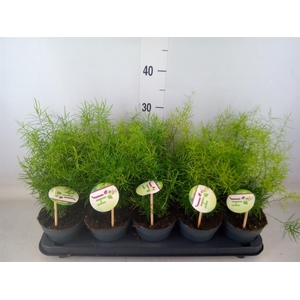 Asparagus dens. 'Sprengeri'