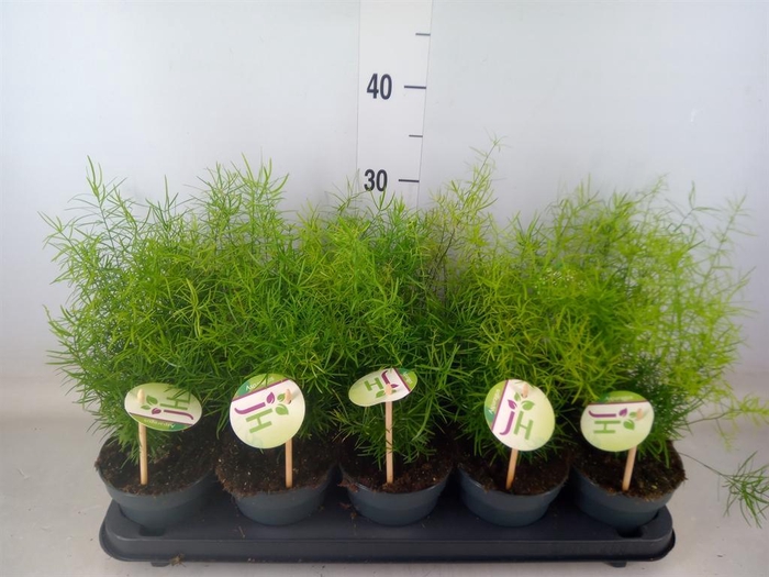 <h4>Asparagus dens. 'Sprengeri'</h4>