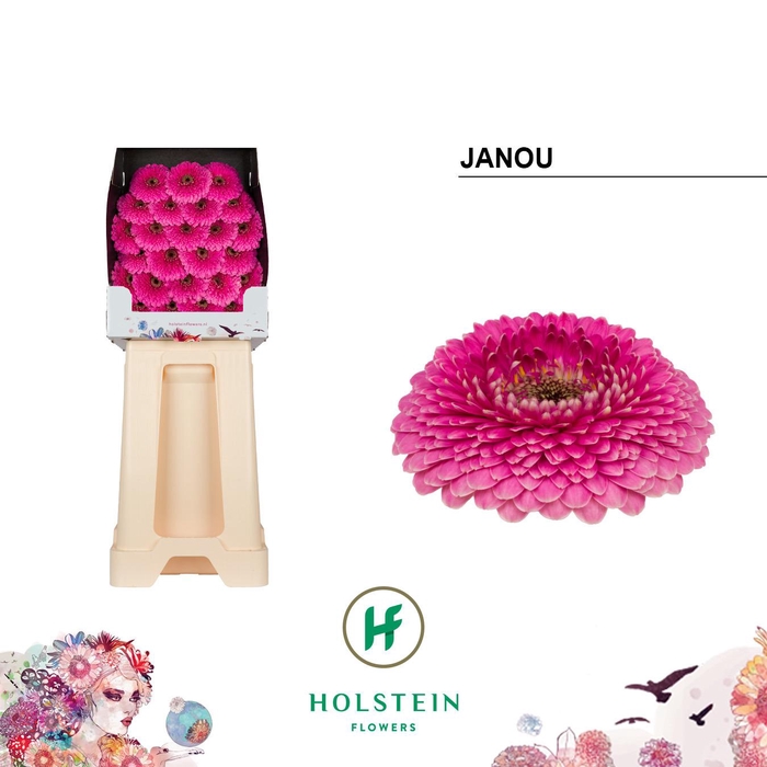 <h4>Ge Mb Gerponi Janou</h4>
